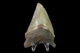 Serrated, Fossil Megalodon Tooth - North Carolina #130046-1
